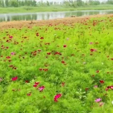 草花平台下载最新指南攻略