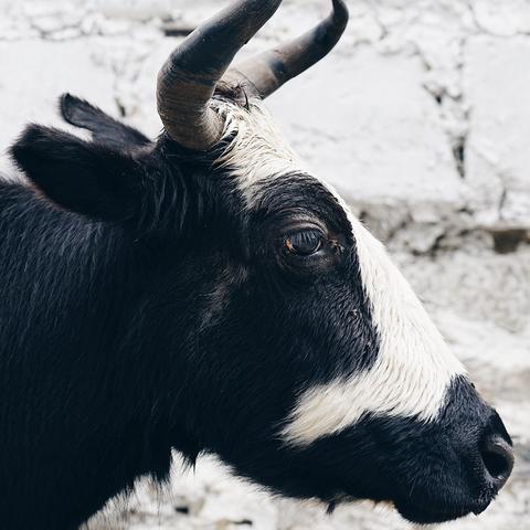 林芝市最新房价概况分析