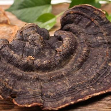 灵芝价格最新走势分析（2025年预测）