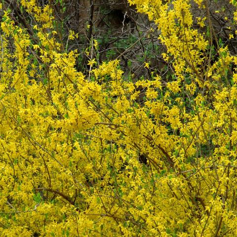 青翘最新信息概览