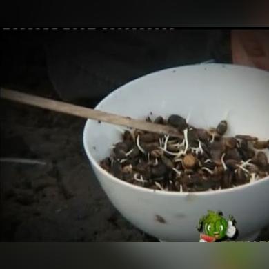 大棚种植果树新品种探析