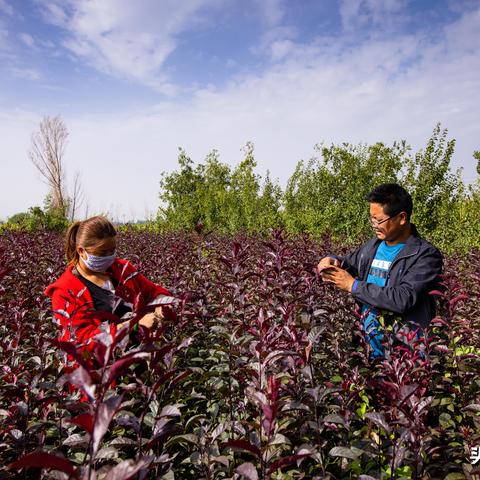 猪场场长工作概述与运营策略解析,以案例为例