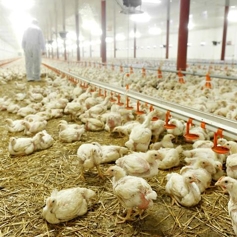 最新养殖用地政策解读