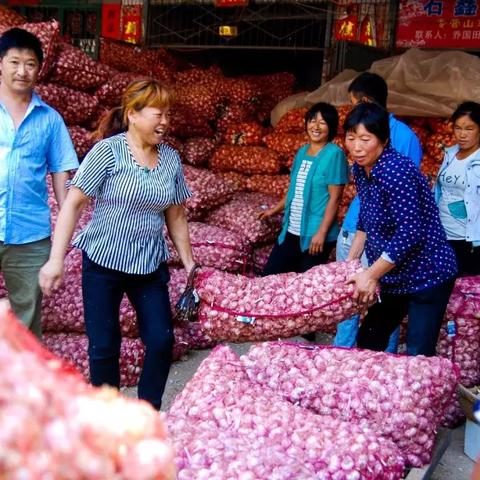 中牟干蒜行情最新价格分析