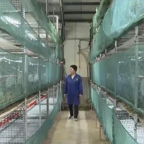 公司农户合作新模式,农业现代化新篇章开启