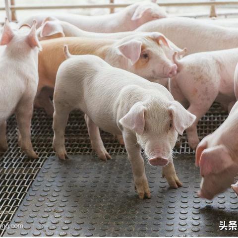 东海今日猪价走势分析