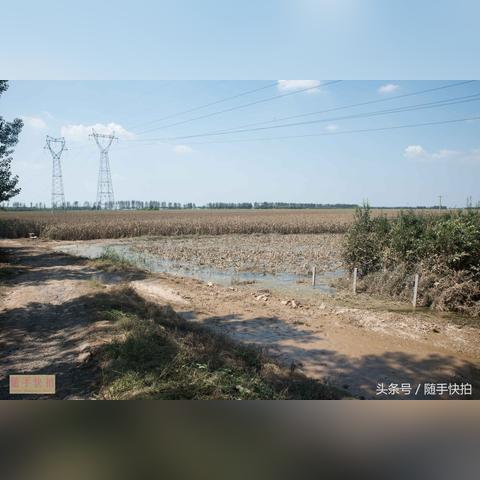 寿光今日玉米价格走势分析