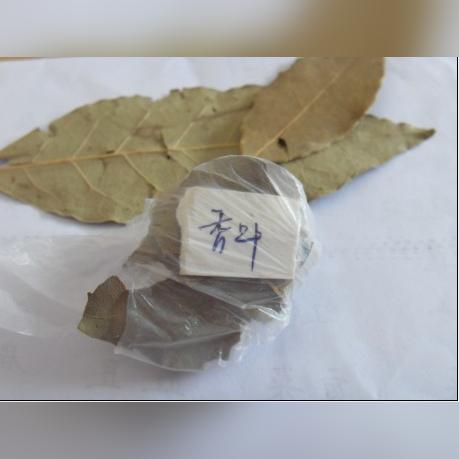 全国疝气最新治疗技术概览