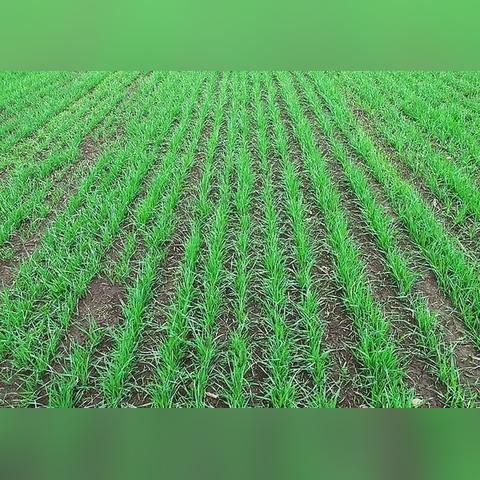 衡水小麦价格行情最新分析