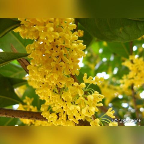 桂金贵门诊时间全解析及介绍