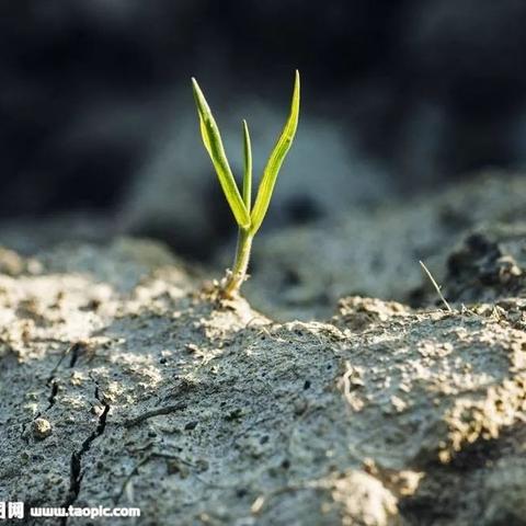 农用碳铵最新价格报价及分析