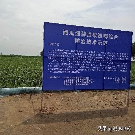 凌海西瓜价格行情最新分析