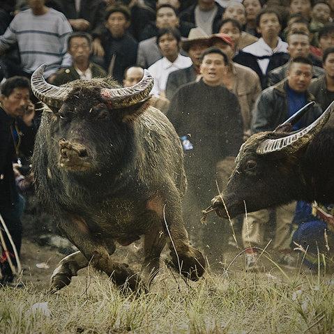 苗族盛大斗牛节现场报道