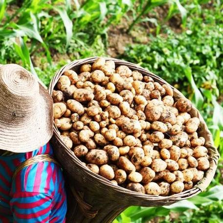 湖北土豆价格行情最新分析