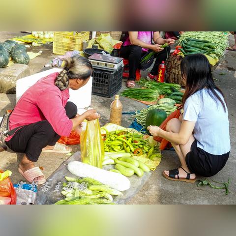 土豆新品种特性简介
