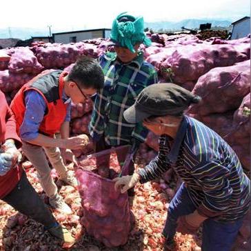 甘肃洋葱今日价格走势分析及未来展望