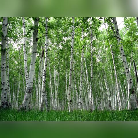 最新狂野模式宇宙术，探索宇宙新纪元