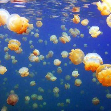 官方观点:2025年澳门历史记录—数字服务税