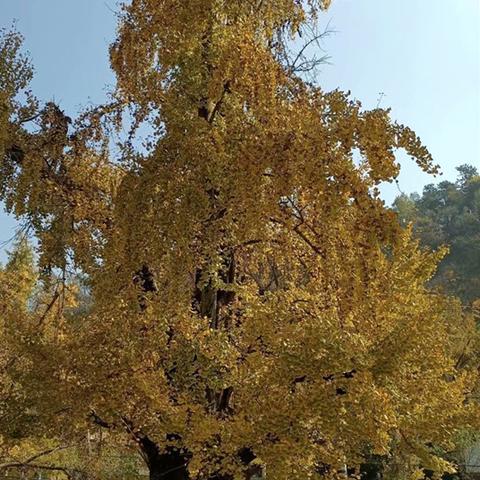 随州迎宾花园最新动态更新!