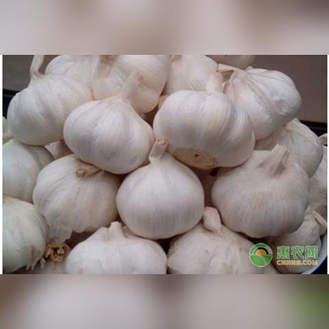 河南大蒜产地最新价格走势分析