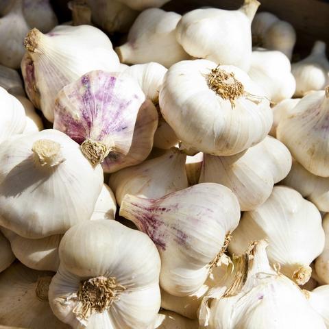 河南大蒜产地最新价格走势分析