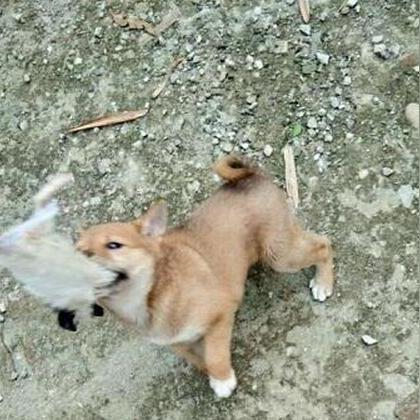 土狗斗狗比赛,人犬互动盛宴开启!