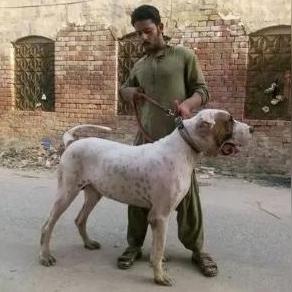 土狗斗狗比赛,人犬互动盛宴开启!