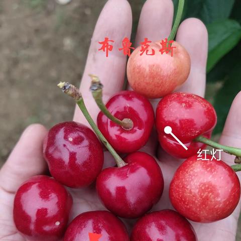 大樱桃新品种详解介绍