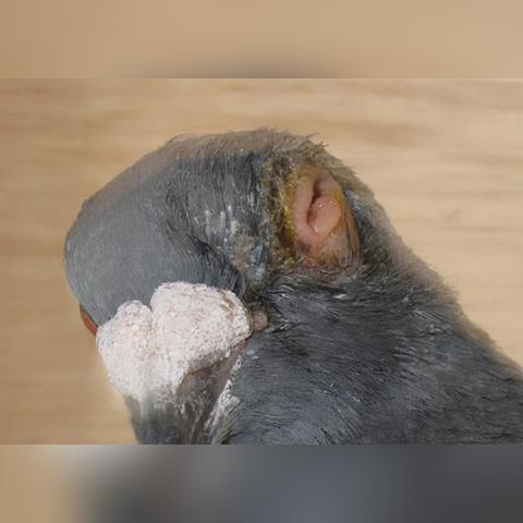 家养鸽子新风尚与关键数据洞察视频揭秘