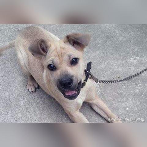 凉山猎犬最新买卖信息,市场现状与发展趋势解析