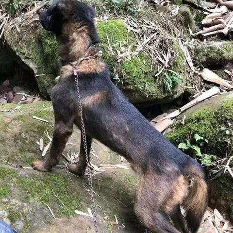 凉山猎犬最新买卖信息,市场现状与发展趋势解析