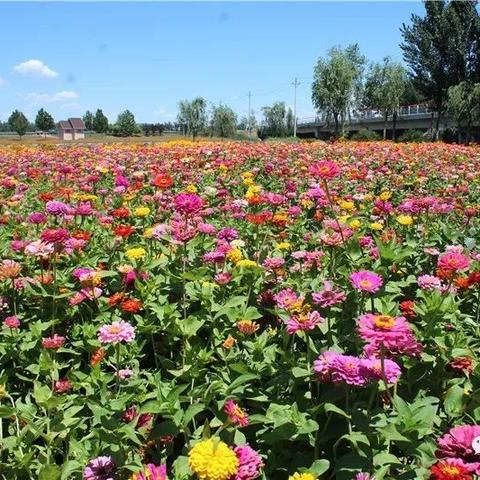 武清北运河改造，生态与城市的和谐共生新篇章