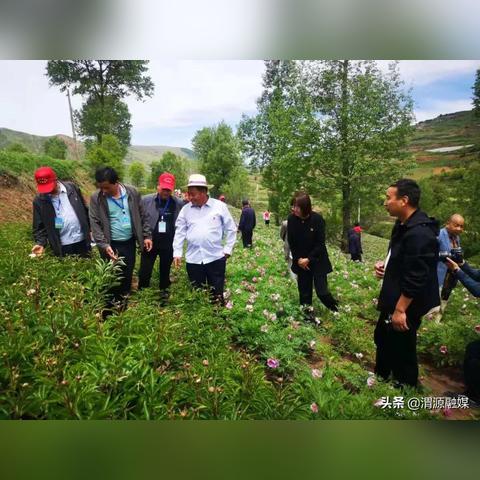 渭源药材市场最新价格行情概览