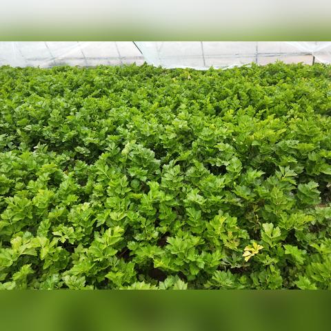 芹菜价格行情最新分析