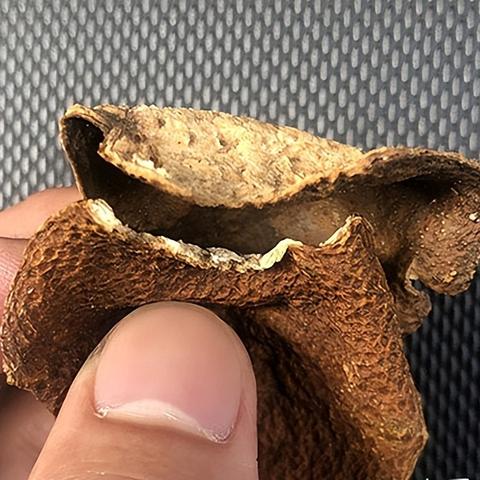 新会陈皮未来价格趋势分析，展望至2025年