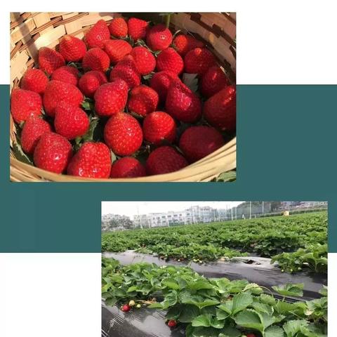 内江钓鱼网,钓鱼爱好者的交流乐园