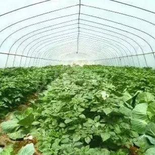 拱棚卷帘机视频解析与应用探讨，现代农业技术分享