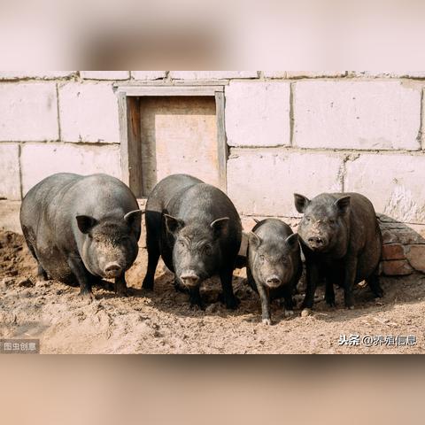 农村猪舍建设图片分析及探讨