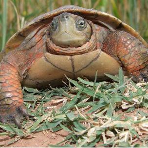 商品石龟最新价格走势分析