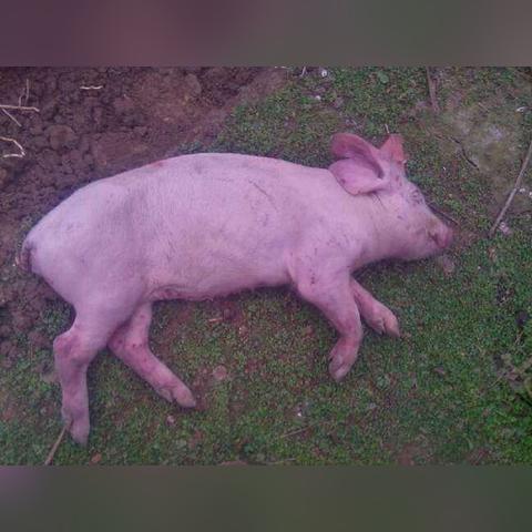 北方猪舍最新建造图解析