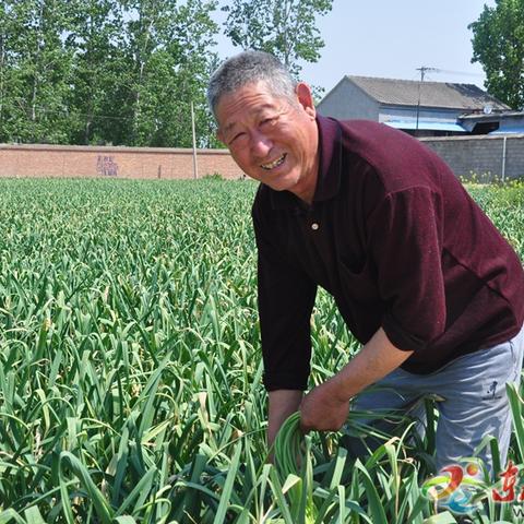 金乡蒜薹今日价格走势及分析