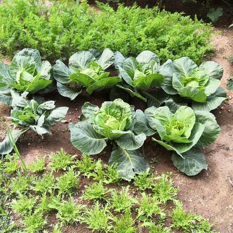 最新阳台种菜布局详解，打造高效微型菜园攻略