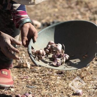 云南鲜大蒜价格走势分析