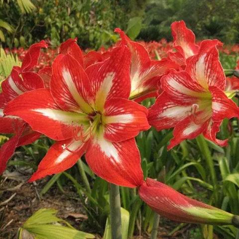 洋大葱直播最新动态揭秘,直播世界的深度探究