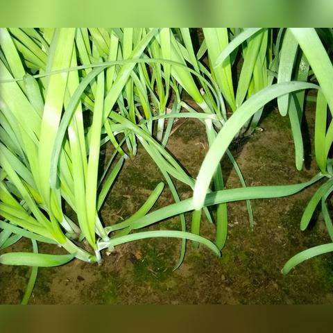 韭菜新品种揭秘，科技与自然的和谐融合