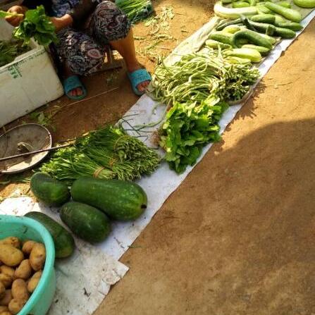 韭菜新品种揭秘,科技与自然的和谐融合