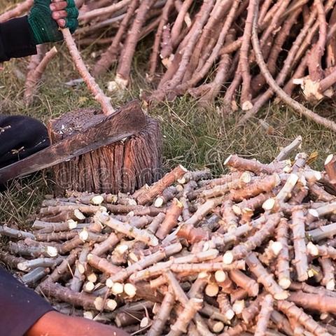 越南木薯淀粉行情最新解析