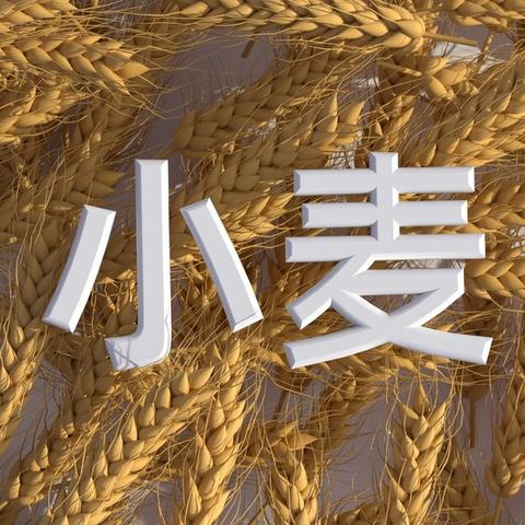 小麦价格行情分析,最新预测与未来展望(2023-2025)