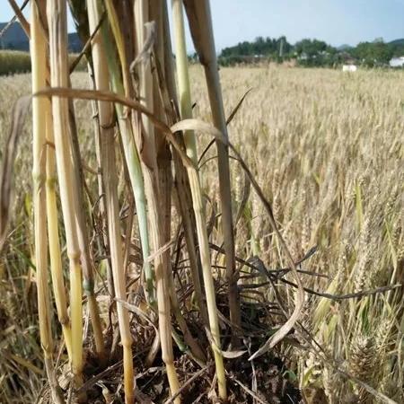 小麦价格行情分析,最新预测与未来展望(2023-2025)