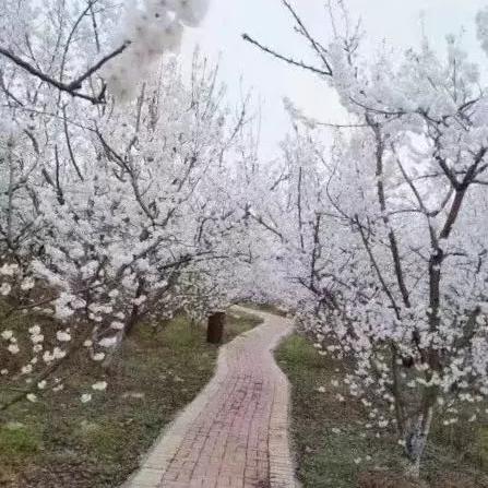 贵州纳雍山歌,传承与繁荣的印记